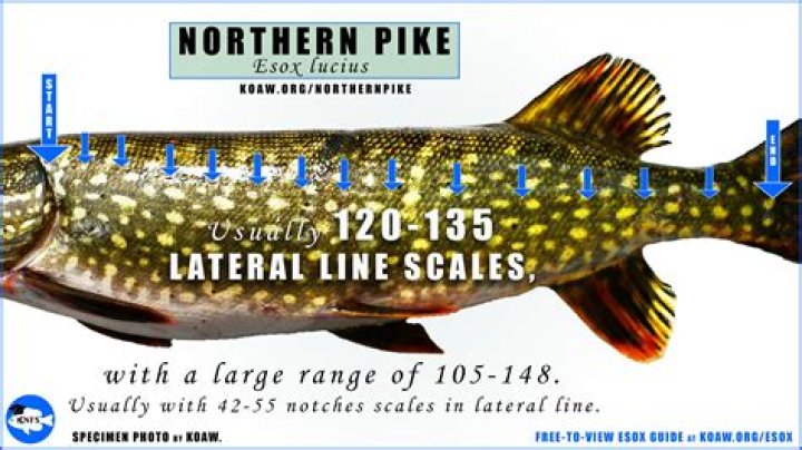 Is it legal to charge a gratuity?