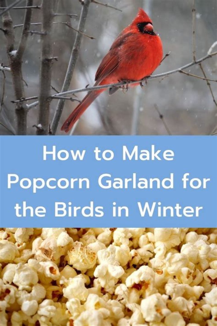 Is popcorn OK for birds?