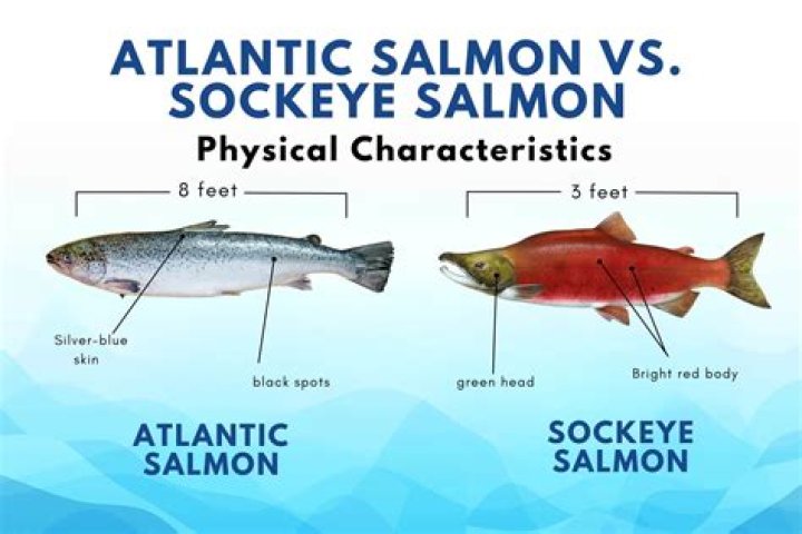 Is sockeye salmon better than pink salmon?