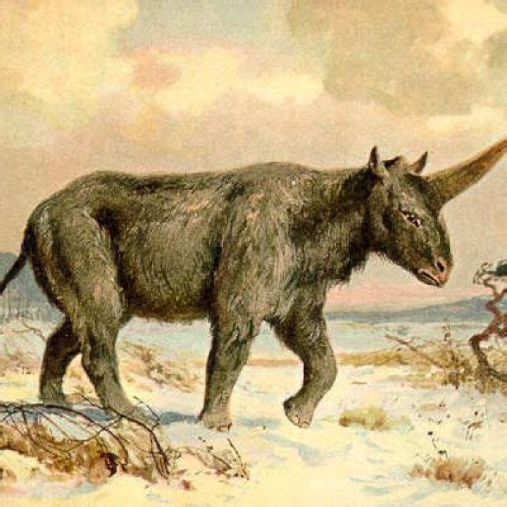 Is the Siberian unicorn real?