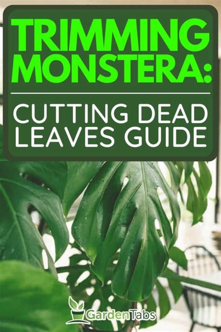 Should I cut off drooping Monstera leaves?