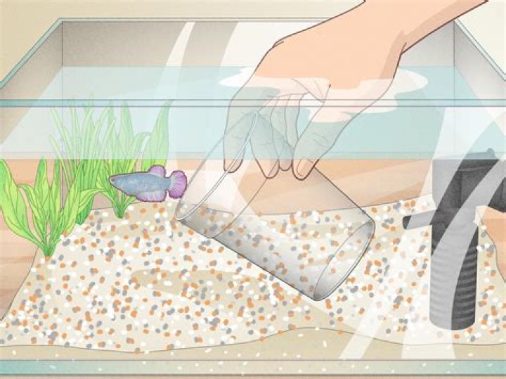 Should you remove fish when cleaning the tank?
