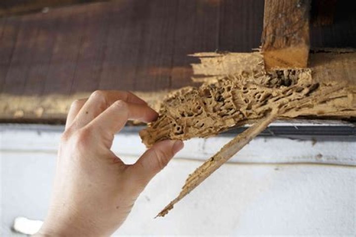 Should you remove termite damaged wood?