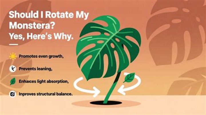 Should you rotate a Monstera?