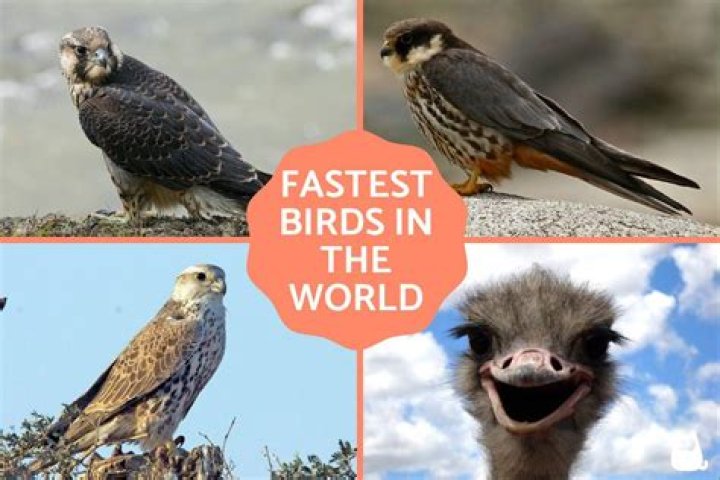 What's the fastest bird?