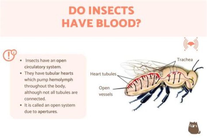 What animal does not have blood?