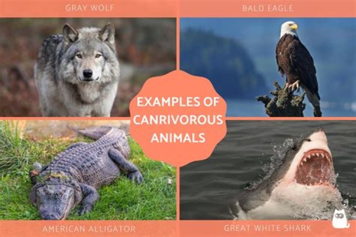 What are 20 examples of carnivores?