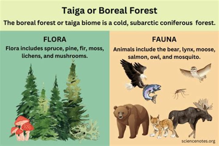What are the five main characteristics of the taiga forest?