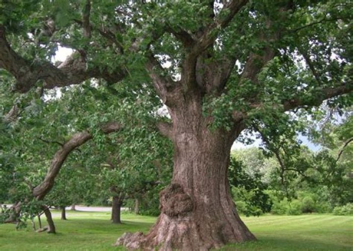 What are the signs of a dying oak tree?
