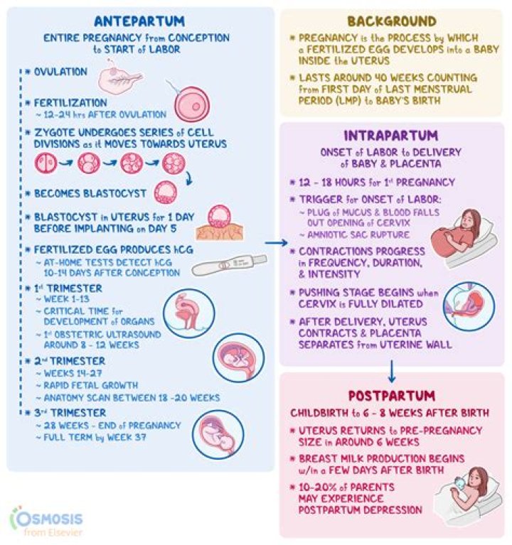 What are the stages of a baby called?