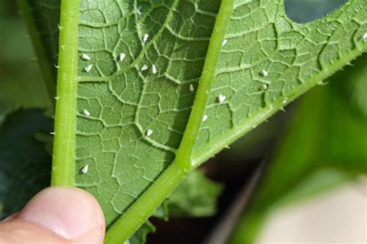 What are the tiny white insects on my tomato plants?