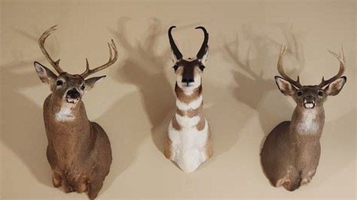 What can I do with unwanted taxidermy?