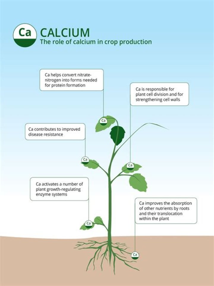 What can you add to soil to increase calcium?