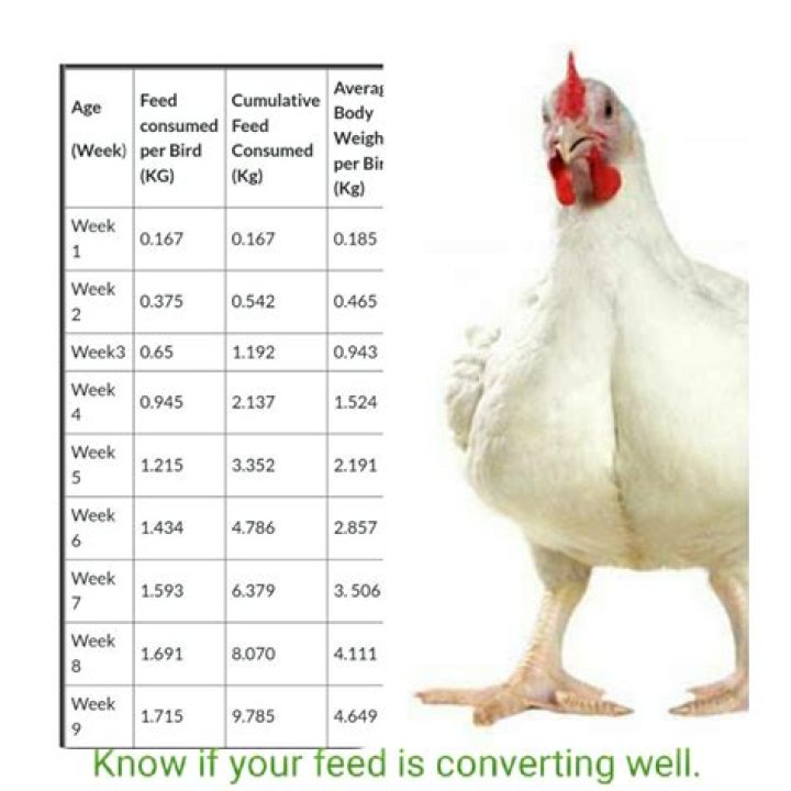 What can you feed chickens if you run out of feed?