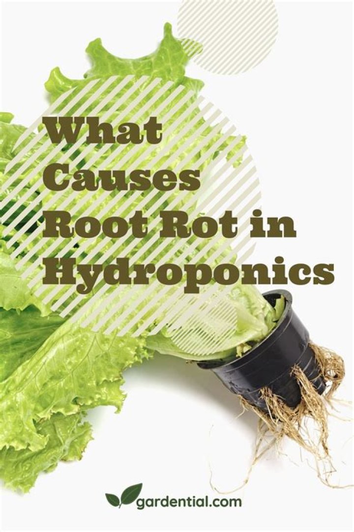 What causes root rot in aquaponics?