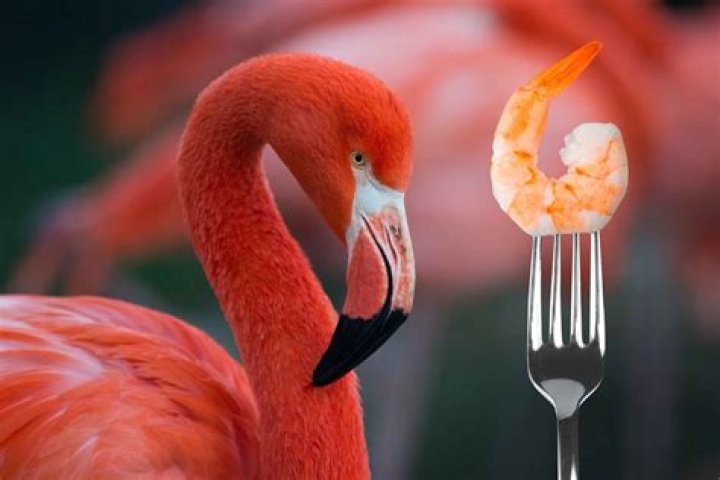 What color would a flamingo be if it didn't eat shrimp?