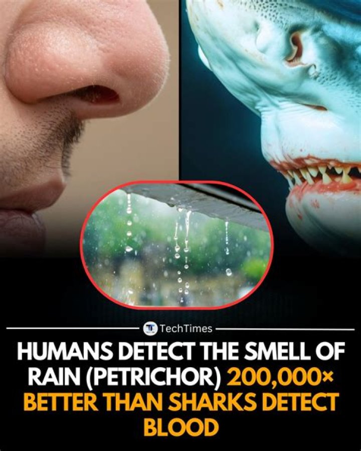 What do humans smell better than sharks?