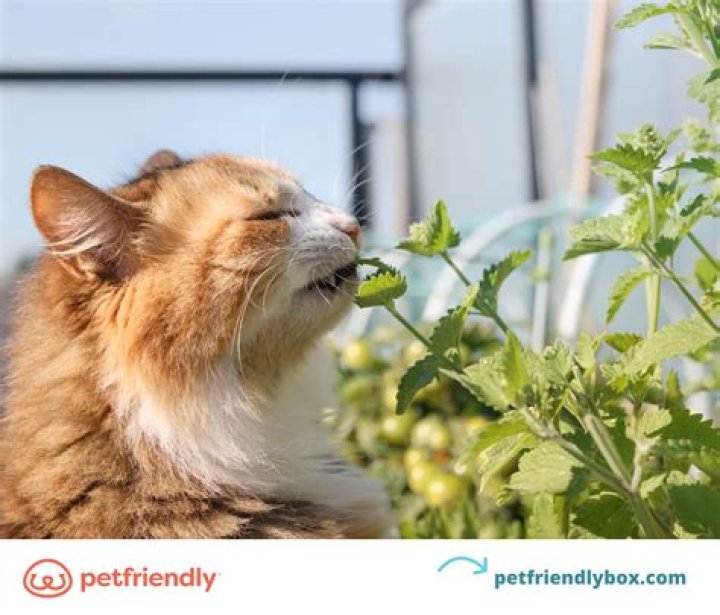 What does catnip make cats feel like?