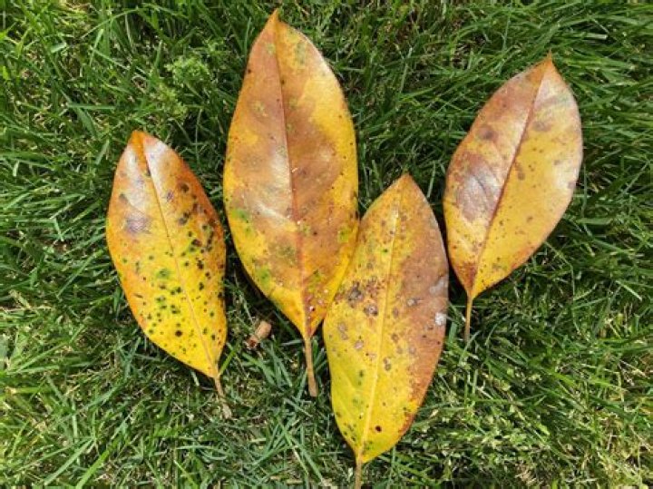 What does it mean if your bonsai tree leaves are falling off?