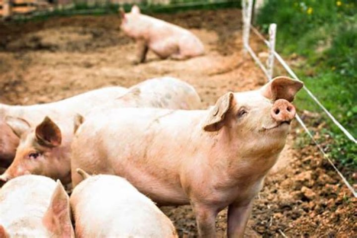 What does it mean when a pig wags its tail?