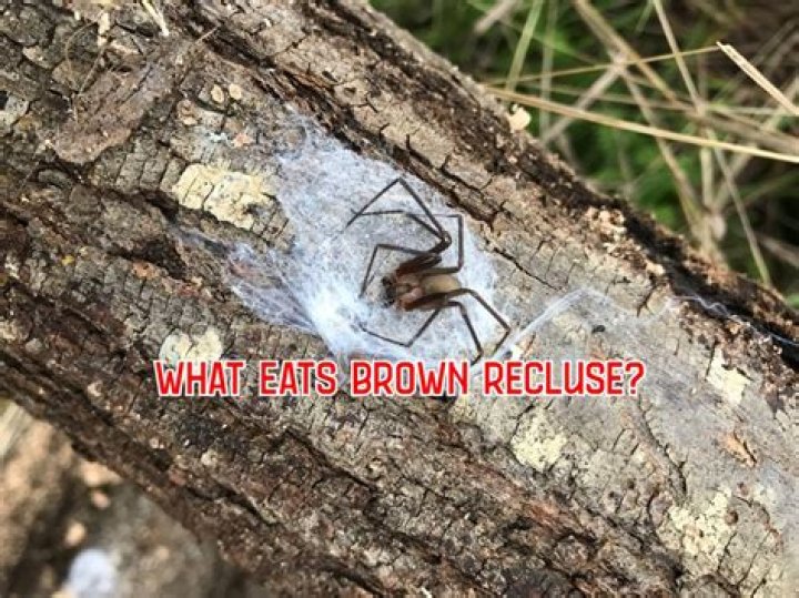 What eats brown recluse spiders?