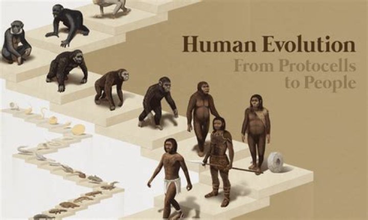 What factors influenced the evolution of humans?