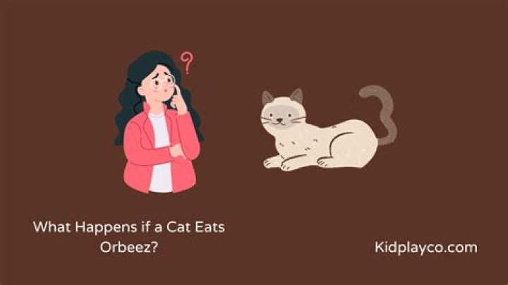 What happens if a cat eats Orbeez?