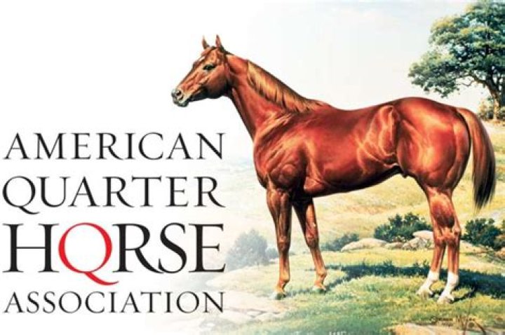 What horse is on the AQHA logo?