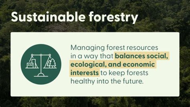 What is a forestry managed investment scheme?