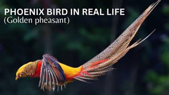 What is a Phoenix life annuity?