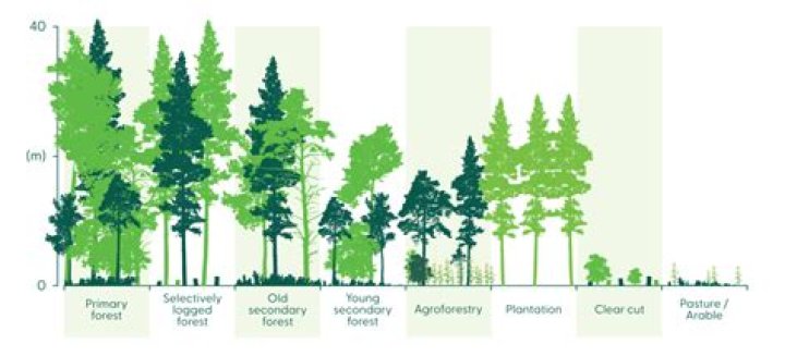 What is forest management for timber production?