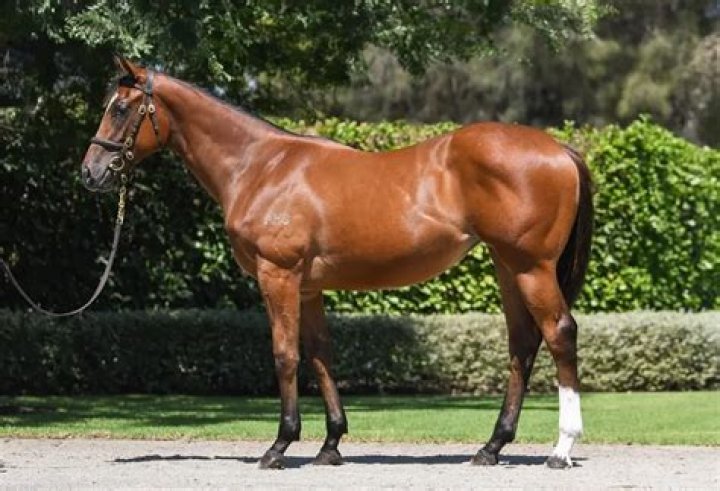 What is horse syndicate?