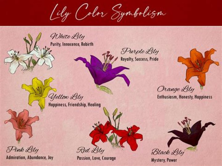What is Lily Koi?