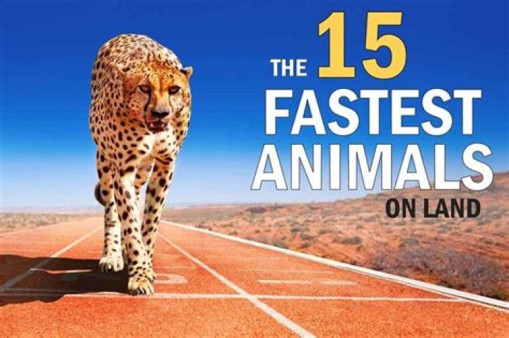 What is the 5 fastest animal in the world?