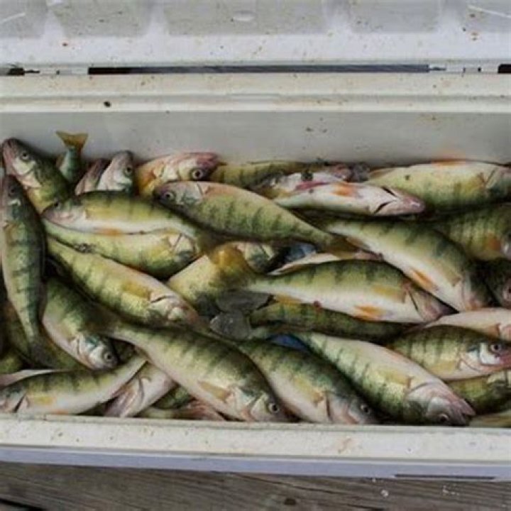 What is the best tasting lake fish?