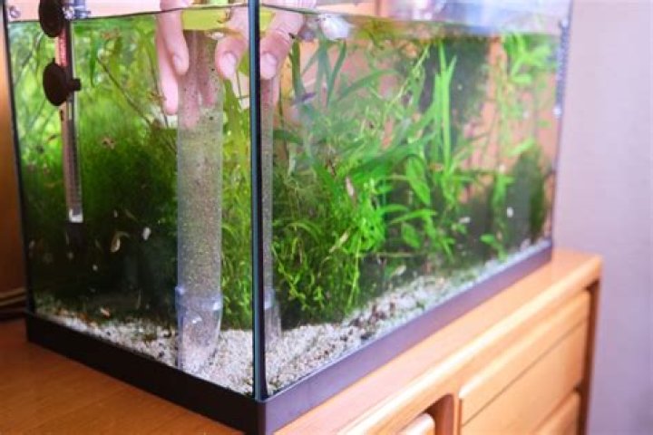 What is the black stuff growing in my fish tank?
