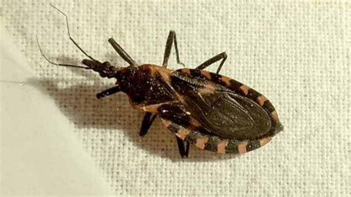 What is the bug on donnas back?