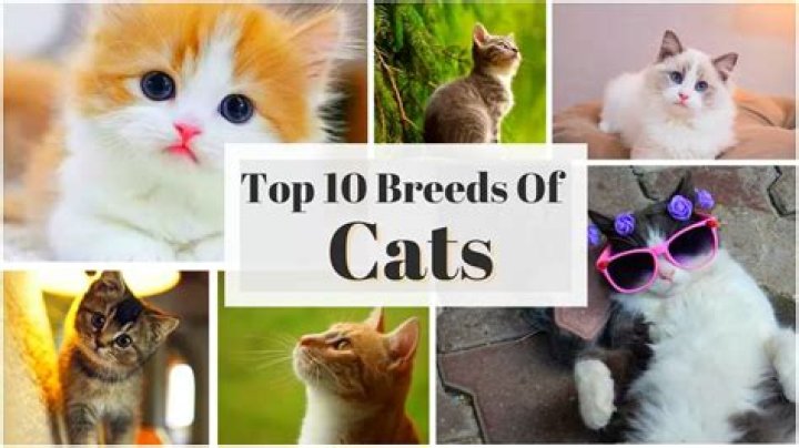 What is the most profitable cat to breed?