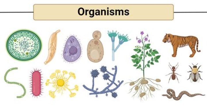 What is the physical expression of an organism called?