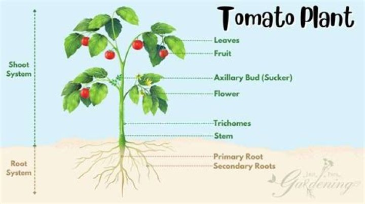 What is the structure of a tomato plant?