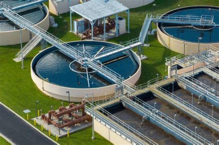 What plant can clean water?