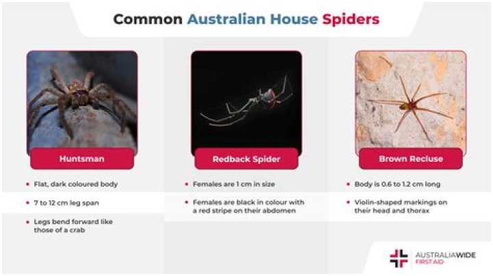 What time are spiders most active?