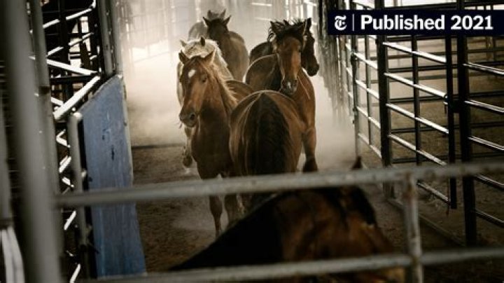 When did it become illegal to slaughter horses?