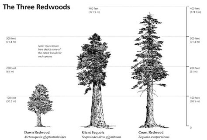 When did redwoods evolve?