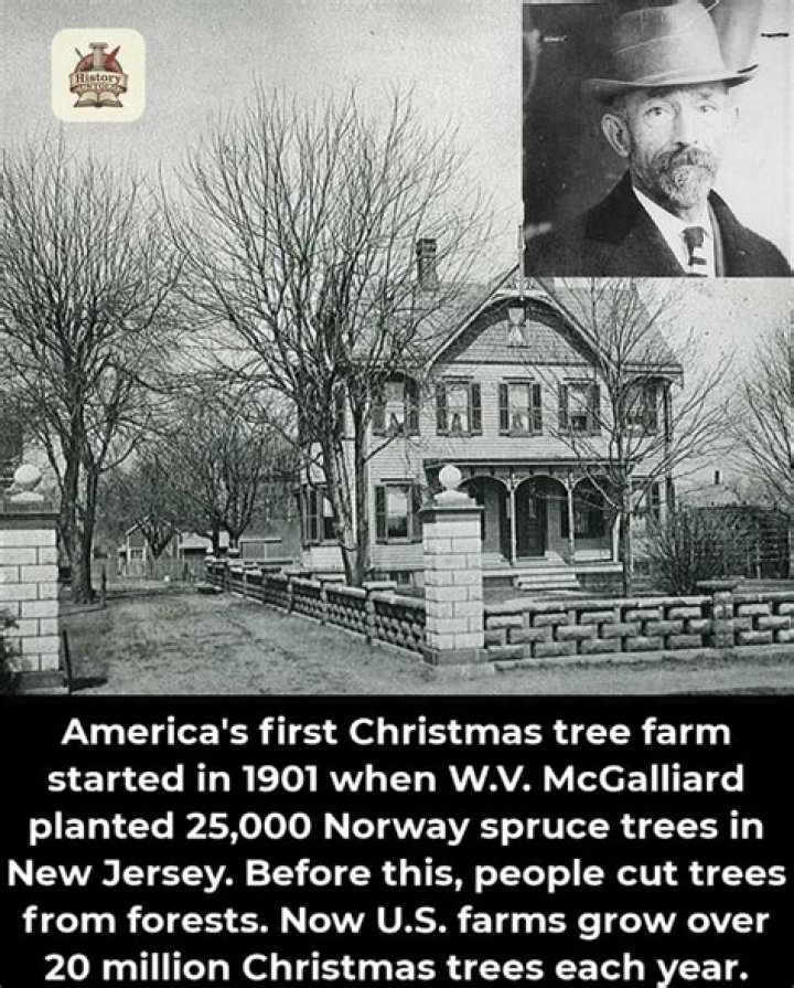 When was the first Christmas tree farm started?