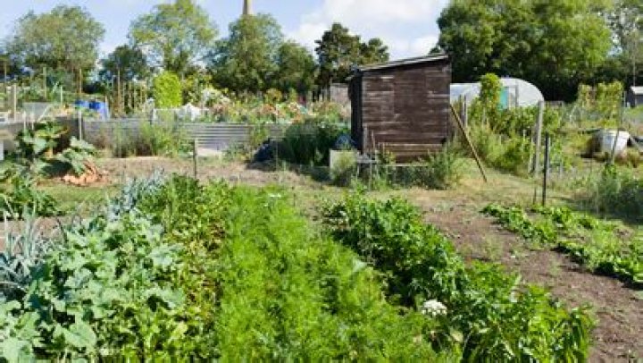 Where can I find an allotment?