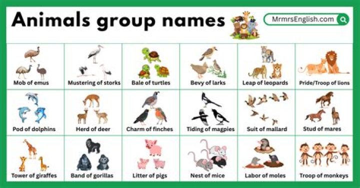 Which are the main animal groups?