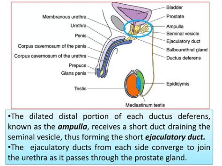 Which duct carries sperm from the epididymis to the ejaculatory duct?