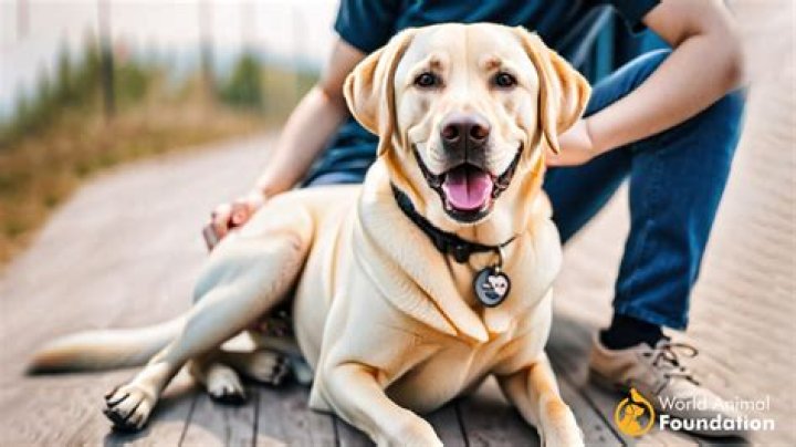 Which is the most loyal dog?