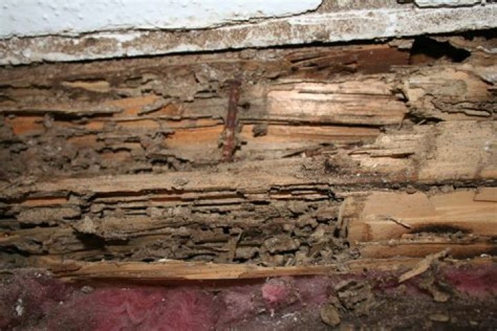 Who is liable for termite damage?